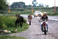 Motos y animales alimentan la inseguridad vial