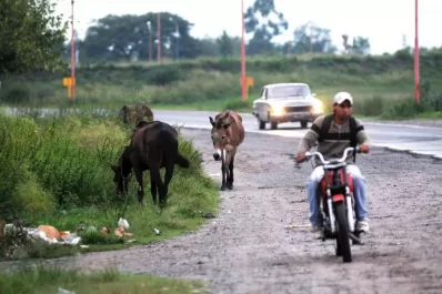 Motos y animales alimentan la inseguridad vial