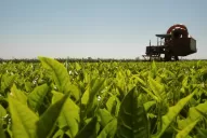 Afirman que en cinco días se normalizará la provisión de yerba mate