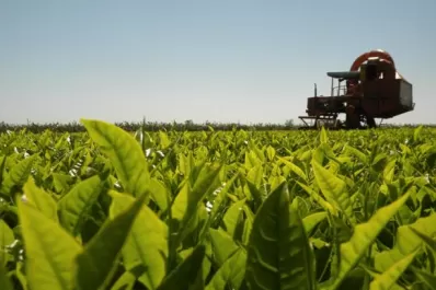 Afirman que en cinco días se normalizará la provisión de yerba mate
