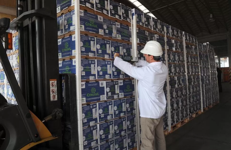 CÍTRICOS PARA EL MUNDO. La mayor parte de la producción tucumana de limones se exporta en fresco. LA GACETA / FOTO DE HECTOR PERALTA