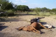 Evalúan los daños ocasionados por la sequía