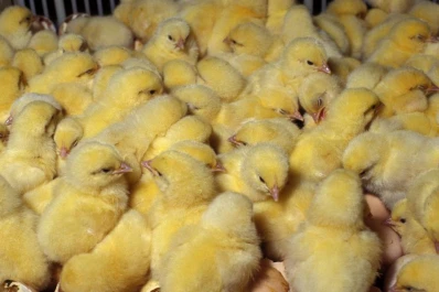 ¿Se alcanzará el récord de 2 millones de toneladas de pollo en 2012?