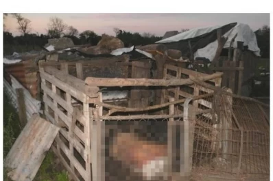 Murió dentro de un chiquero y creyeron que se trataba de un caso de zoofilia