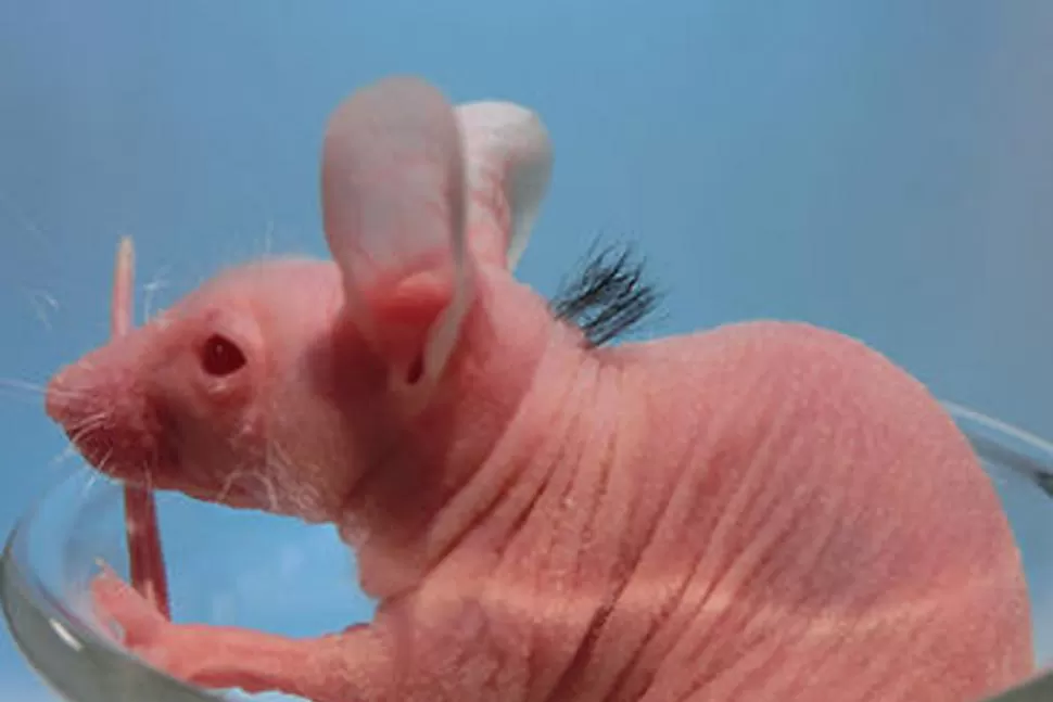 DE LAMPIÑO A PELUDO. Los ratones desarrollaron pelo luego del implante de folículos creados a partir de células madre. FOTO TOMADA DE TELECINCO.ES