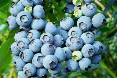 Un estudio muestra los importantes beneficios de comer arándanos