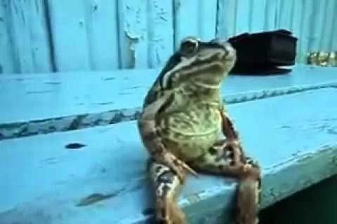 TRANQUILA. La rana decidió sentarse como un ser humano. CAPTURA DE VIDEO.