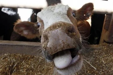 Detectan en EEUU un caso de mal de la vaca loca