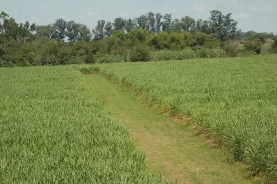 Un proyecto sucroalcoholero que puede encender los motores del NOA