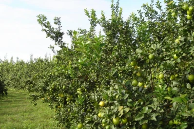 La cosecha del limón lleva un retraso de 15 días por la lluvia