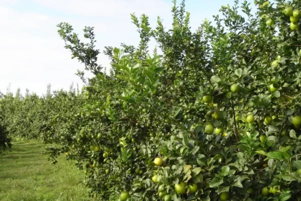 La cosecha del limón lleva un retraso de 15 días por la lluvia