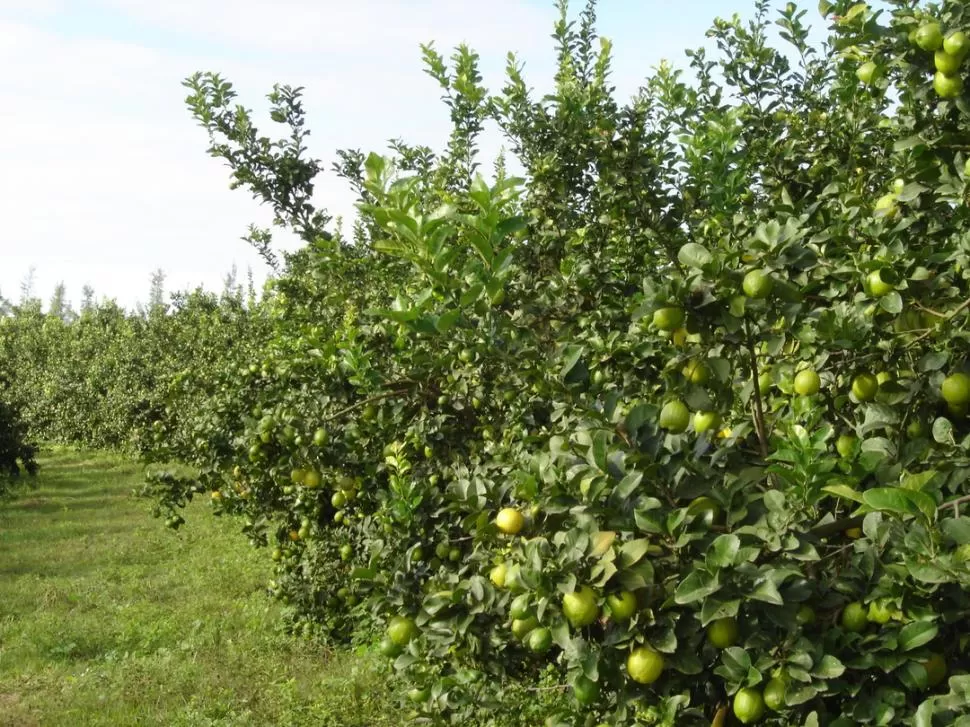 TEMPORADA EN MARCHA. Los árboles con limones están sobrecargados y listos para ser exportados.  LA GACETA / ARCHIVO