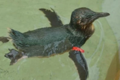 Borrachos, se colaron en un zoológico y se despertaron con un pingüino