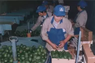 Por la crisis europea, la palta mira más al mercado interno La evolución de la actividad