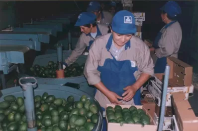 Por la crisis europea, la palta mira más al mercado interno La evolución de la actividad