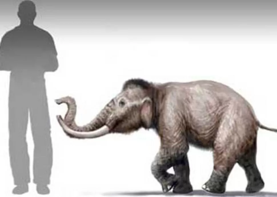 CHIQUITÍN. Vivió hace 3,5 millones de años y tenía el tamaño de un chico.  ANALITICA.COM