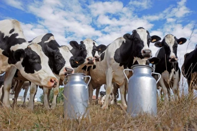 Piden exportar más leche