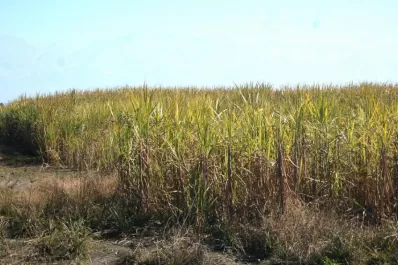 Se cosecha, primero, la caña proclive al daño por heladas