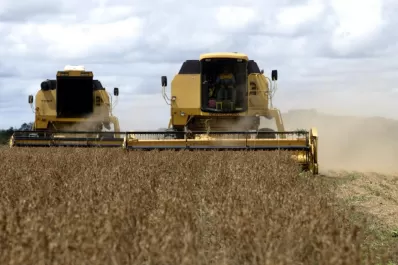 En los campos CREA el rinde de la soja cayó más del 20%
