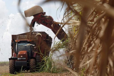 Molestos con los ingenios, cañeros ratifican que no exportarán azúcar