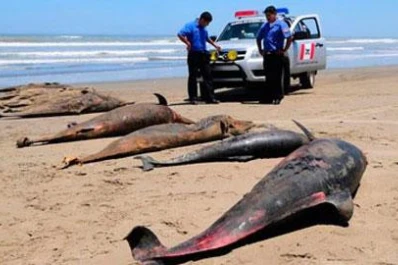 ¿Qué mató a más de 800 delfines en Perú?
