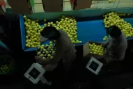 Adquiere ritmo la recolección de limón para exportar a la UE