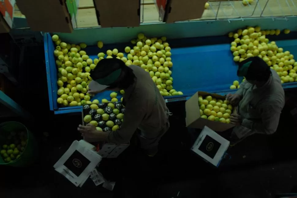 UNO POR UNO. Los técnicos seleccionan los limones que luego empacan. LA GACETA / ARCHIVO 