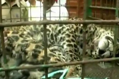 Un leopardo hirió a 13 personas en la India