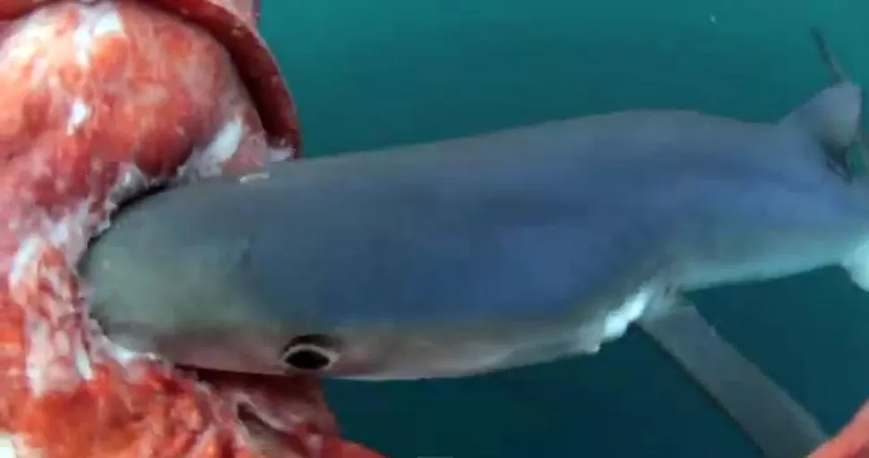 FEROZ MORDIDA. El tiburón azul ataca a su enorme presa, de unos cuatro metros. CAPTURA DE VIDEO