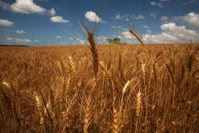 La intervención oficial desalienta la siembra de trigo en los campos