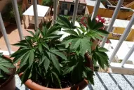 Desaparecen las condenas por consumo de drogas