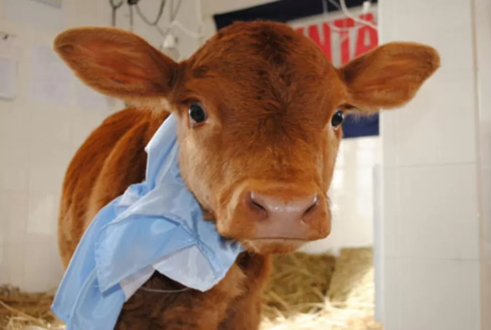 TENGO UNA VACA LECHERA... La ternera clonada, de un año y dos meses de vida, producirá leche con proteínas humanas cuando crezca. FOTO TOMADA DE RIA.INTA.GOV.AR