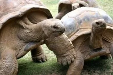 Se divorciaran luego de 115 años de casadas