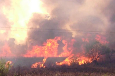 La vegetación que se pierde en incendios, satisfacería la demanda total de energía