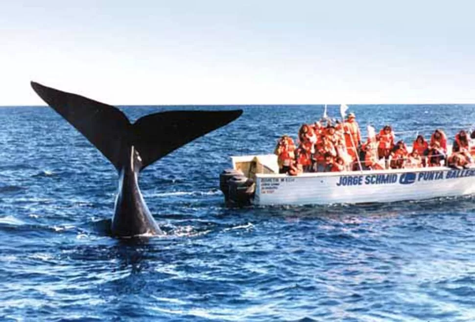 CONSUELO. Quienes no pueden viajar, podrán ver a las ballenas por internet. FOTO TOMADA DE ABSOLUTCRUCEROS.COM