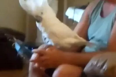 La cacatúa más rockera del mundo