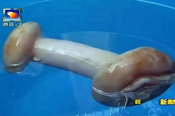Una reportera china confunde un juguete sexual con un extraño hongo medicinal