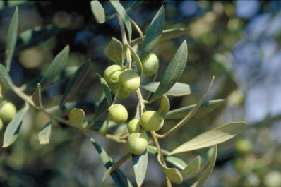 Crecen todos los números vinculados al cultivo de oliva