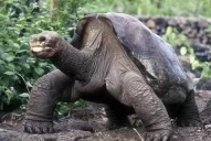 George cerró la línea de una especie