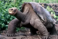 Murió Solitario George, la última tortuga gigante de la isla Pinta de Galápagos