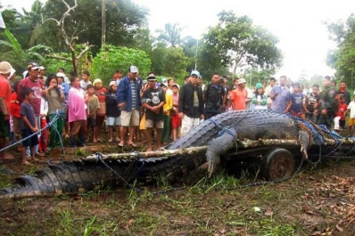 El cocodrilo Lolong es récord