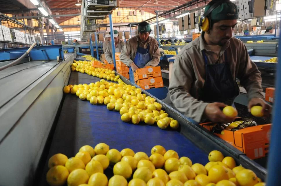 CUIDADOS A TENER EN CUENTA. Los productores y comercializadores citrícolas de Tucumán están preocupados por la pérdida de competitividad que enfrentan, respecto de otros países que también se dedican a la producción frutihortícola. LA GACETA / FOTO DE HECTOR PERALTA