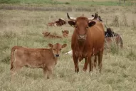 El futuro de Tucumán pasa por hacer sustentable 80.000 ha con granos y convertirlas en carne
