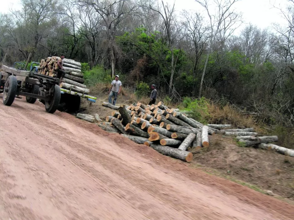 MAL NEGOCIO. En las planicies semiáridas el desmonte es reemplazado por la agricultura a secano, lo que produce más humedad y lava las sales de los suelos. ORIGINARIOS.ORG.AR