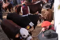 La Argentina avanza con los estudios sobre genética bovina
