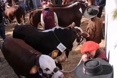 La Argentina avanza con los estudios sobre genética bovina