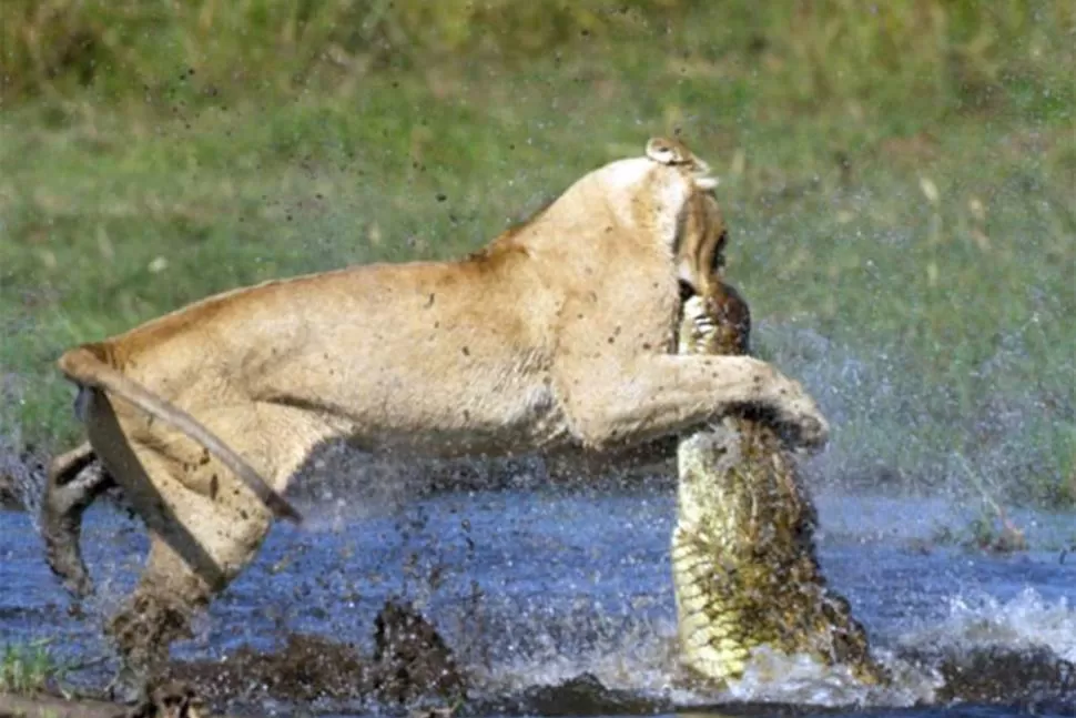 CONTROL. La leona apuntó a anular las fauces del cocodrilo.  FOTOS TOMADAS DE INFOBAE.COM (FOTOS DE PIA DIERICKX)
