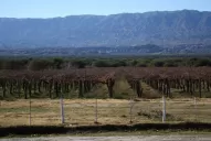 Los vinos tucumanos tienen un gran potencial