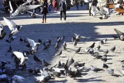 Polémica en Córdoba: proponen alimentar con palomas a chicos carenciados