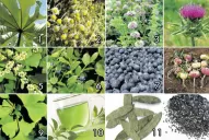 Armá tu propio botiquín de hierbas naturales